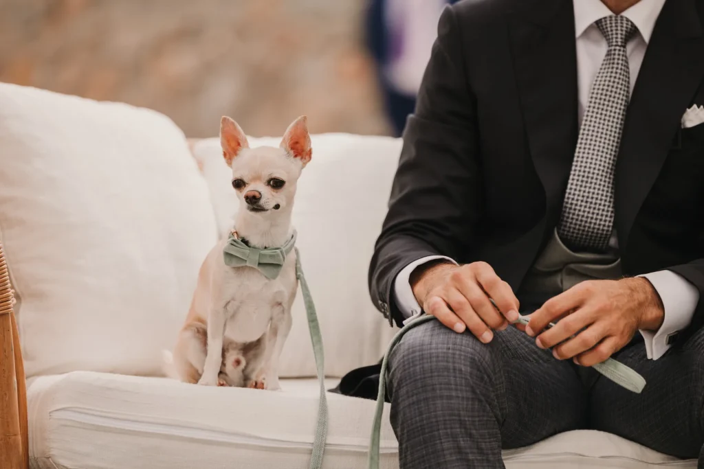 Mascotas boda